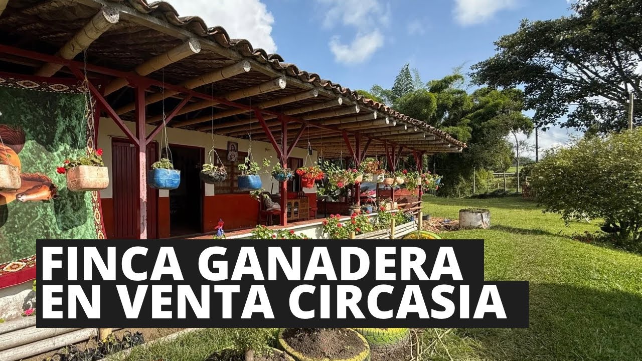 Se Vende Finca ganadera en Circasia Quindío 18 Cuadras en Pasto | Ideal Ganadería 
