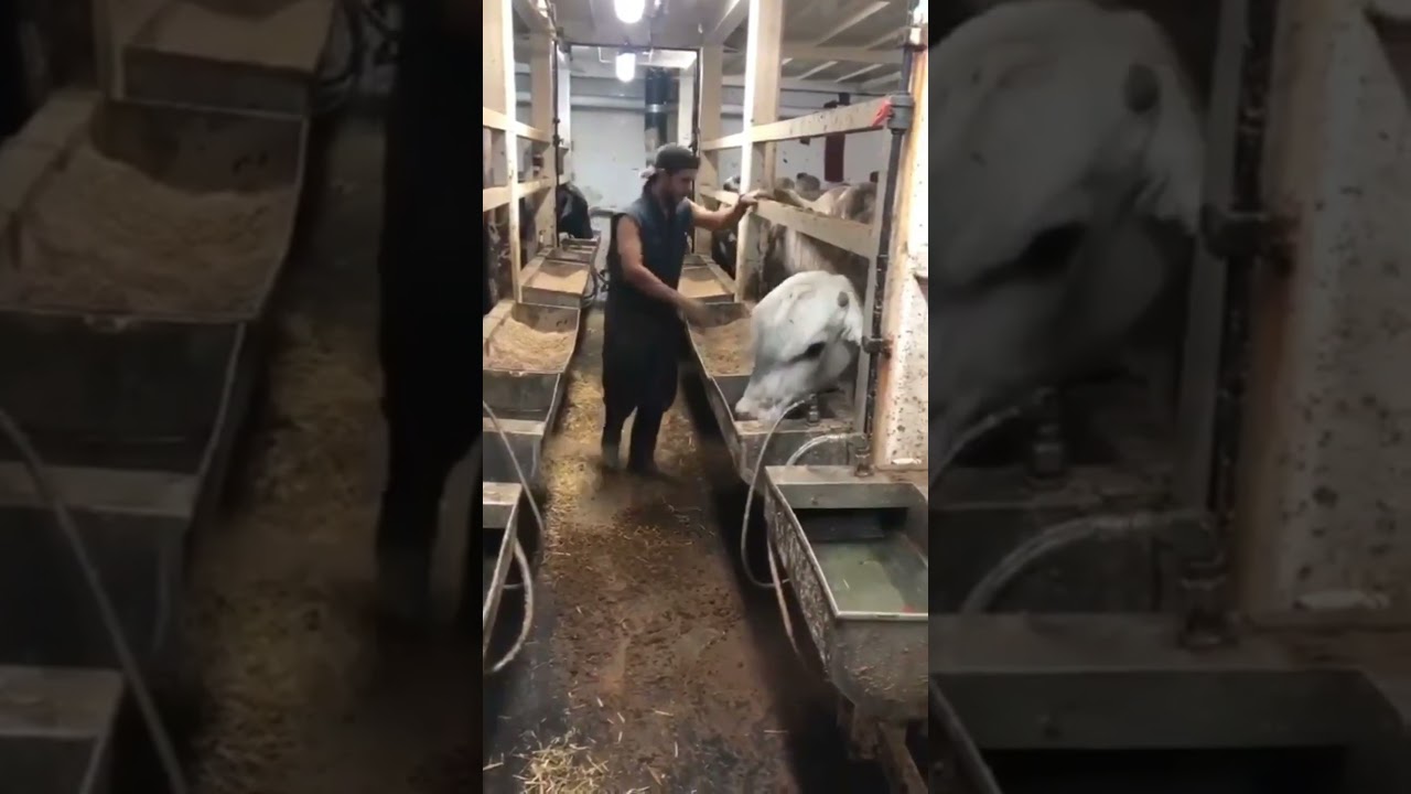 Export Import Livestock delivery to country +998917703399 