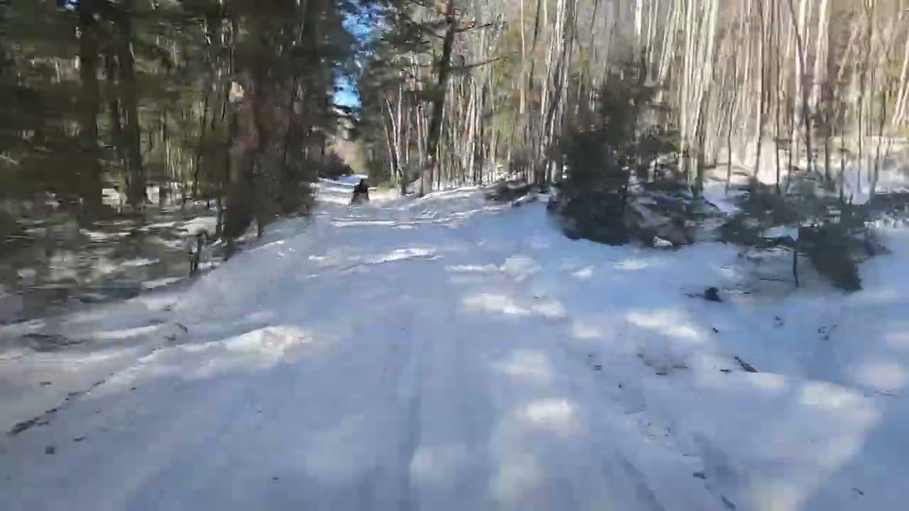 Snowmobile trail ride through the woods of Maine. #skidoo #arcticcat
