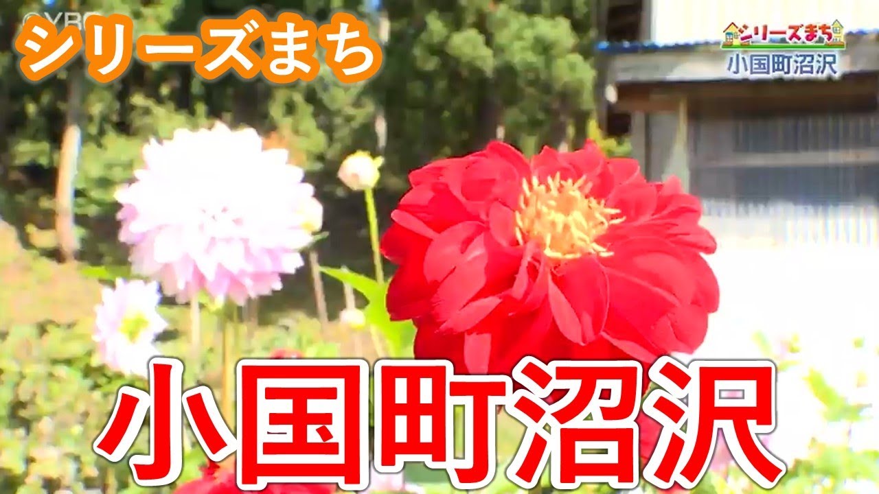 【ピヨ卵シリーズまち】小国町沼沢で青山アナがアポなし取材