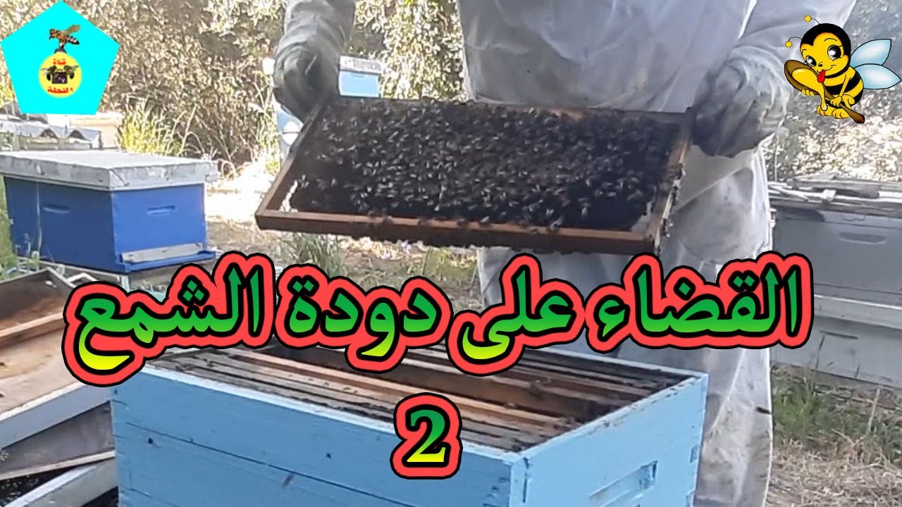 طريقة القضاء على دودة الشمع ( المرحلة الثانية )
