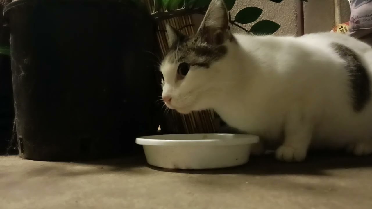 2026年 1月21日夜7:00pm のロームと猫たち