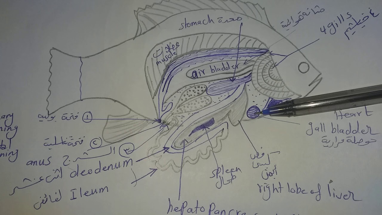 سكشن تشريح سمكة البلطي دكتور شيماء السيد  Fish Anatomy لعلوم وتربية عام عربي ومميز