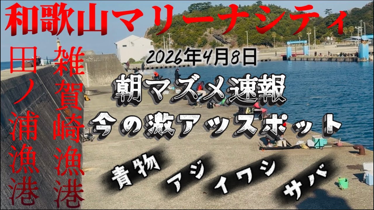 【朝まずめ速報】今の激アツスポット青物、アジ，イワシ，サバ大爆釣