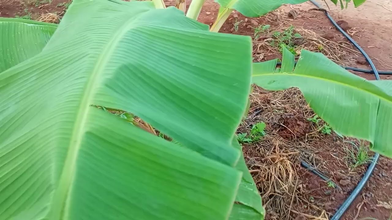 Mostrando as plantações do Assis no sítio Jucás ceara 