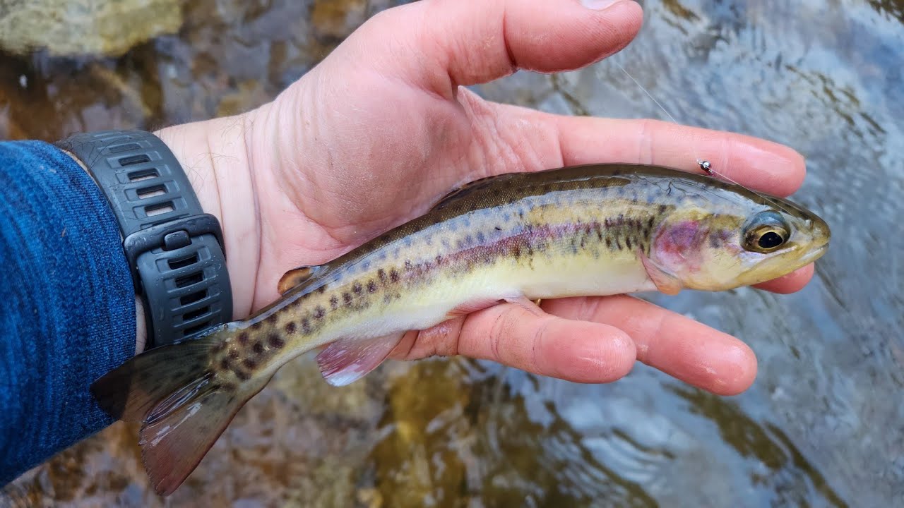 SC Small Stream Fly Fishing - 12-19-25