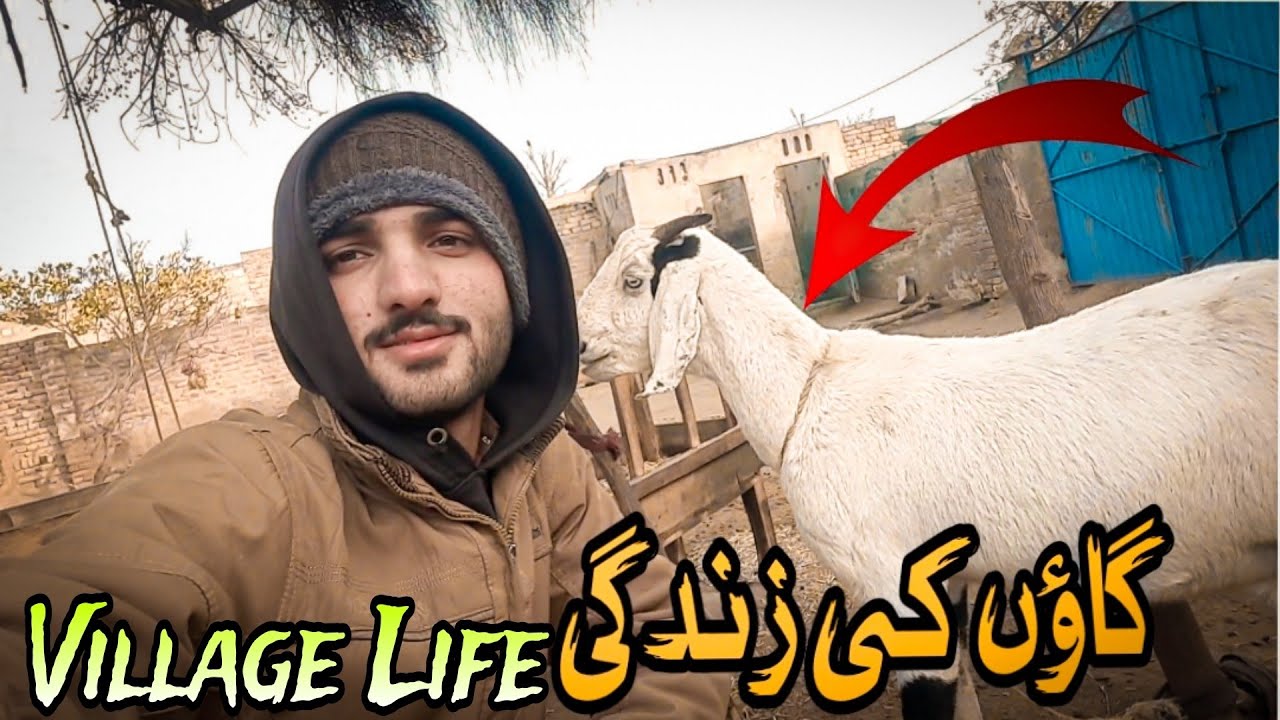 Village Life | A Short Village LIFE VLOG | VILLAGE LIFE IN WINTERS || 