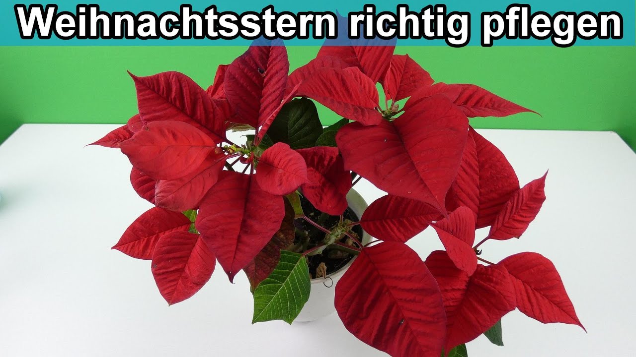 Weihnachtsstern Pflanze richtige pflegen rote Bl&auml;tter erhalten / bekommen - Pflege Anleitung Gie&szlig;en