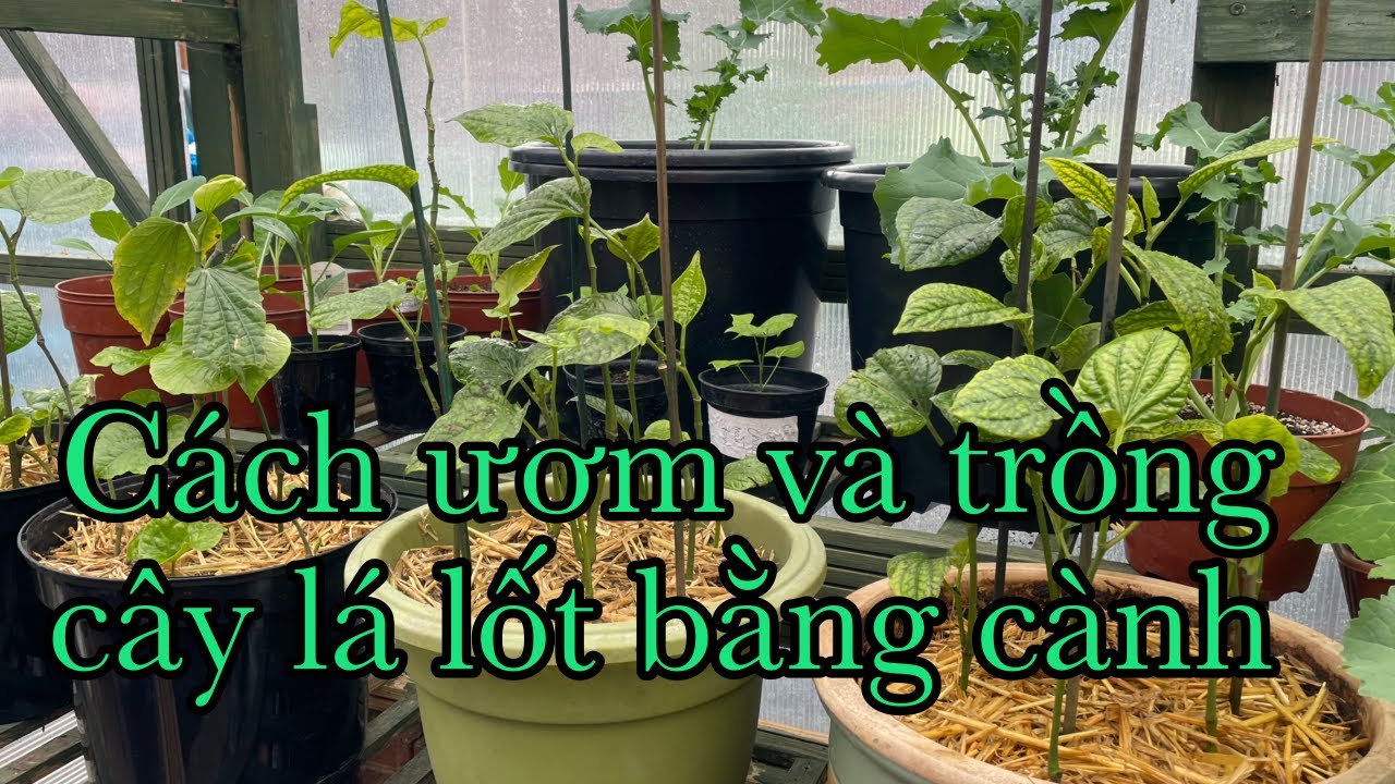 Chia sẻ cách ươm và trồng cây lá lốt bằng cành