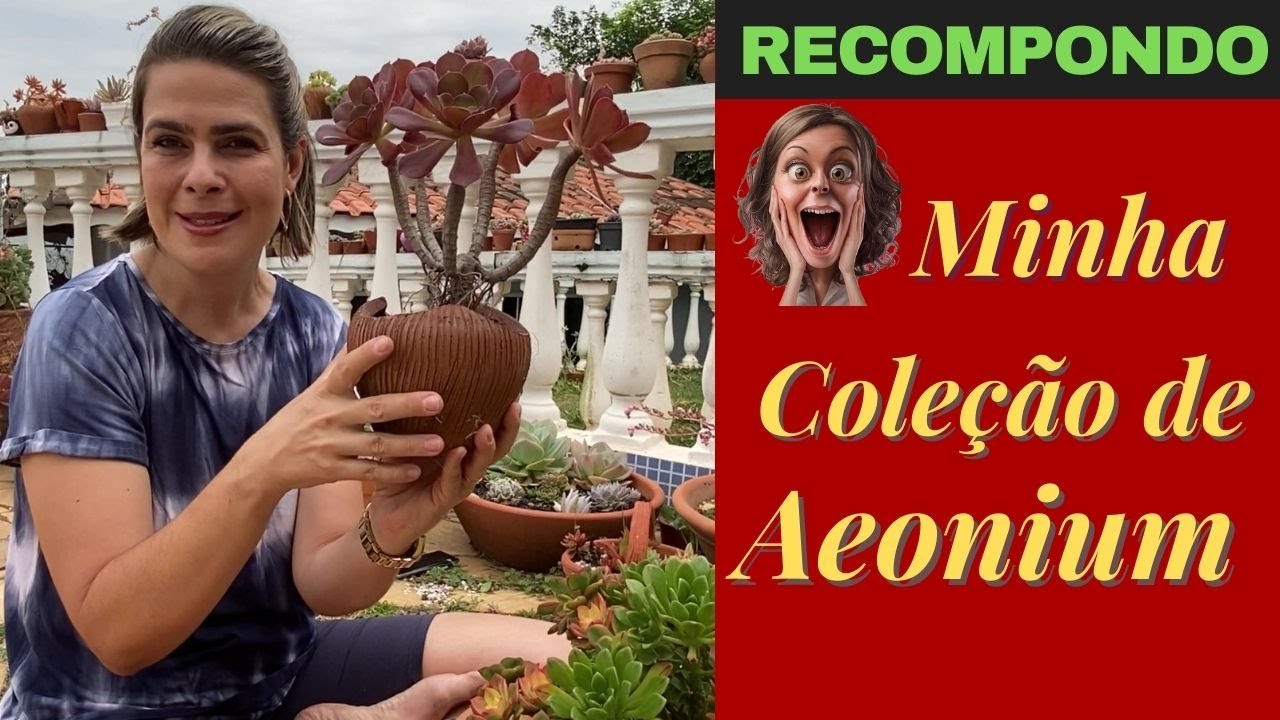 Recompondo minha coleção de aeonium. A decapitação dos AEONIUM/Grazi Bittencourt