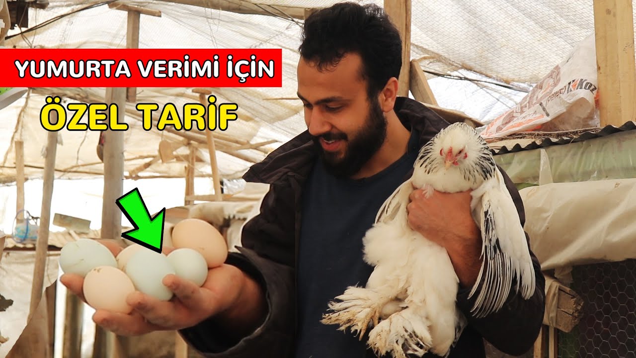 Tavukları Yumurtlatan Doğal Tarif MUHTEŞEM