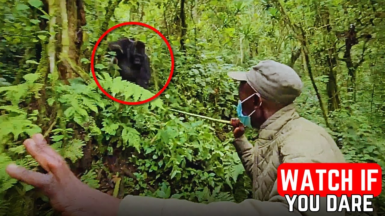 6 JUNGLE Encounters That Will Freak You Out
