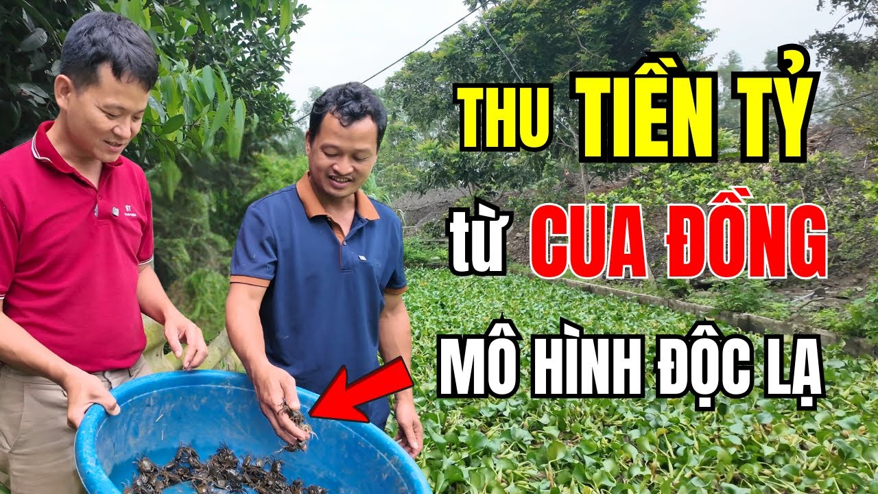 SỐC! Cách nuôi CUA đồng ĐỘC LẠ thu TIỀN TỶ ở Tuyên Quang.