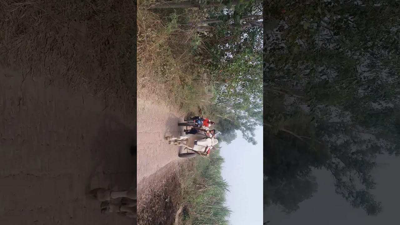 Jony bhainsakhur jhoota race 2