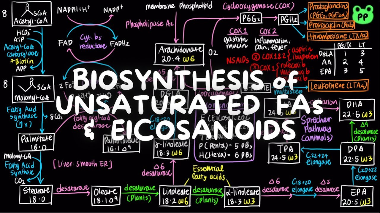 Unsaturated FA & Eicosanoids | Lipid Metabolism 04 | Biochemistry | PP Notes | Lehninger 6E Ch. 21.1