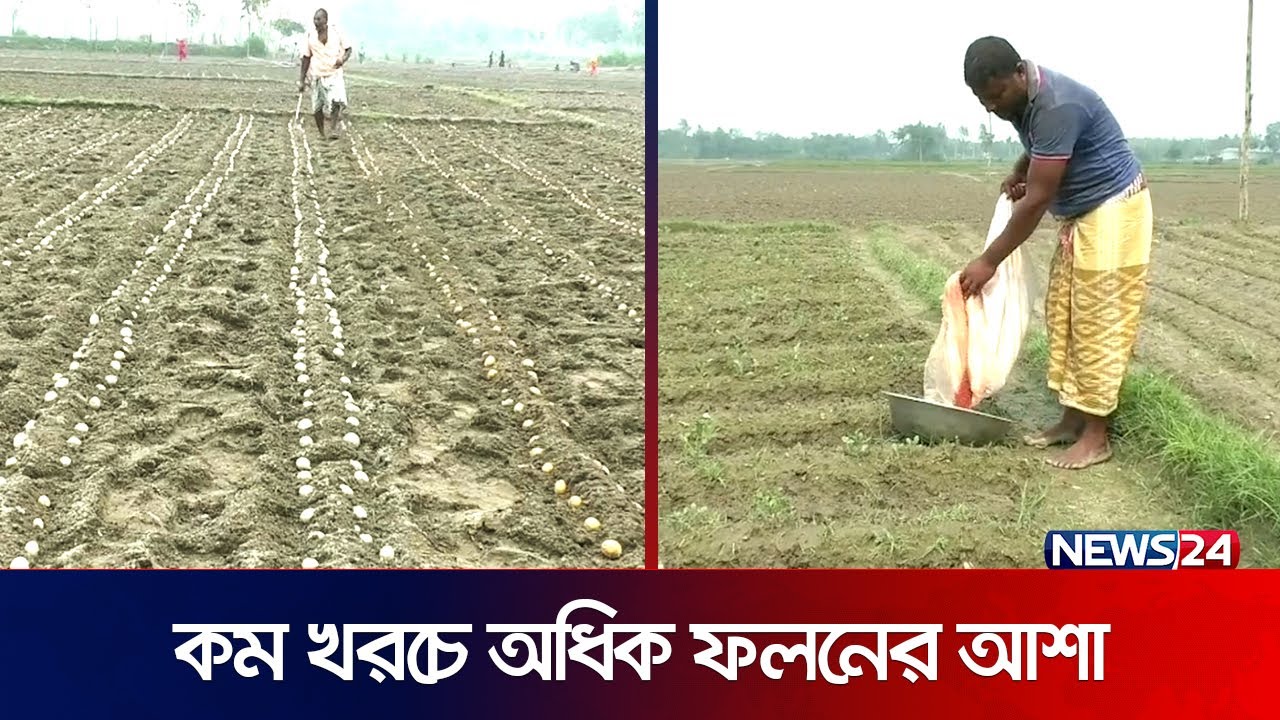 আগাম আলু চাষে ব্যস্ততায় নীলফামারীর চাষীরা | News24