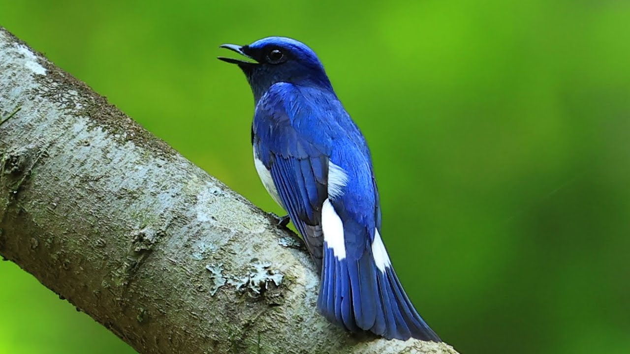 澄んださえずり、コバルトブルー鮮やか　夏鳥「オオルリ」飛来　神戸・再度山