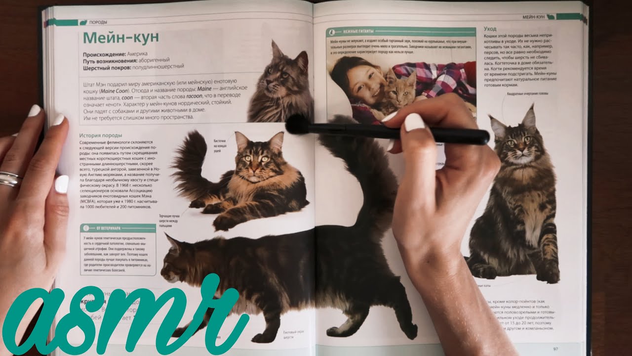 АСМР-чтение (шёпотом). КОШКИ: лаперм, манчкин, мейн-кун, мэнкс.