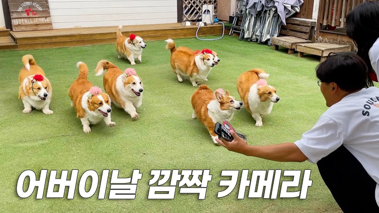 엄마아빠 몰래 카네이션 달고 나타난 8마리 웰시코기 ㅋㅋㅋ