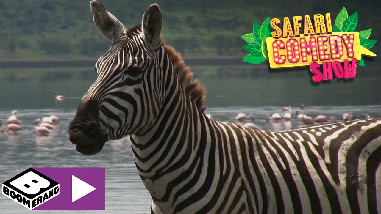 Compilation #1 | Safari Comedy Show | Boomerang