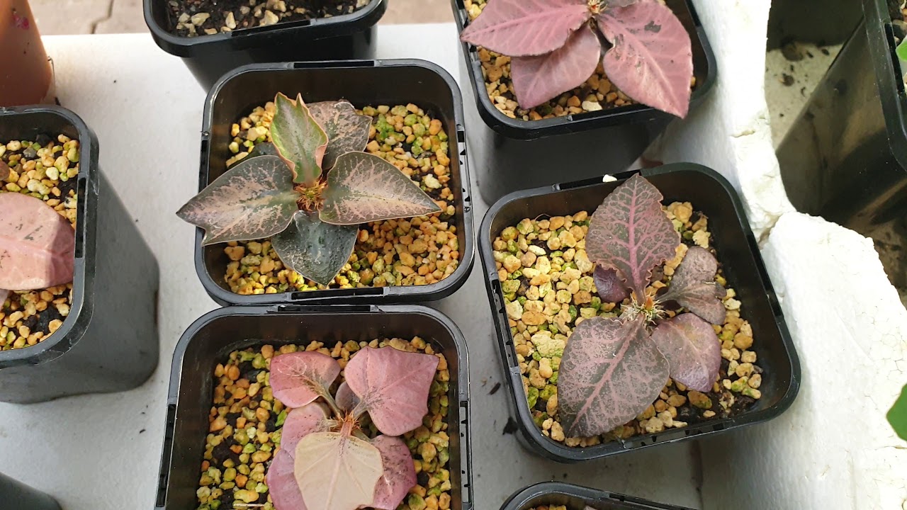 Euphorbia francoisii 2
