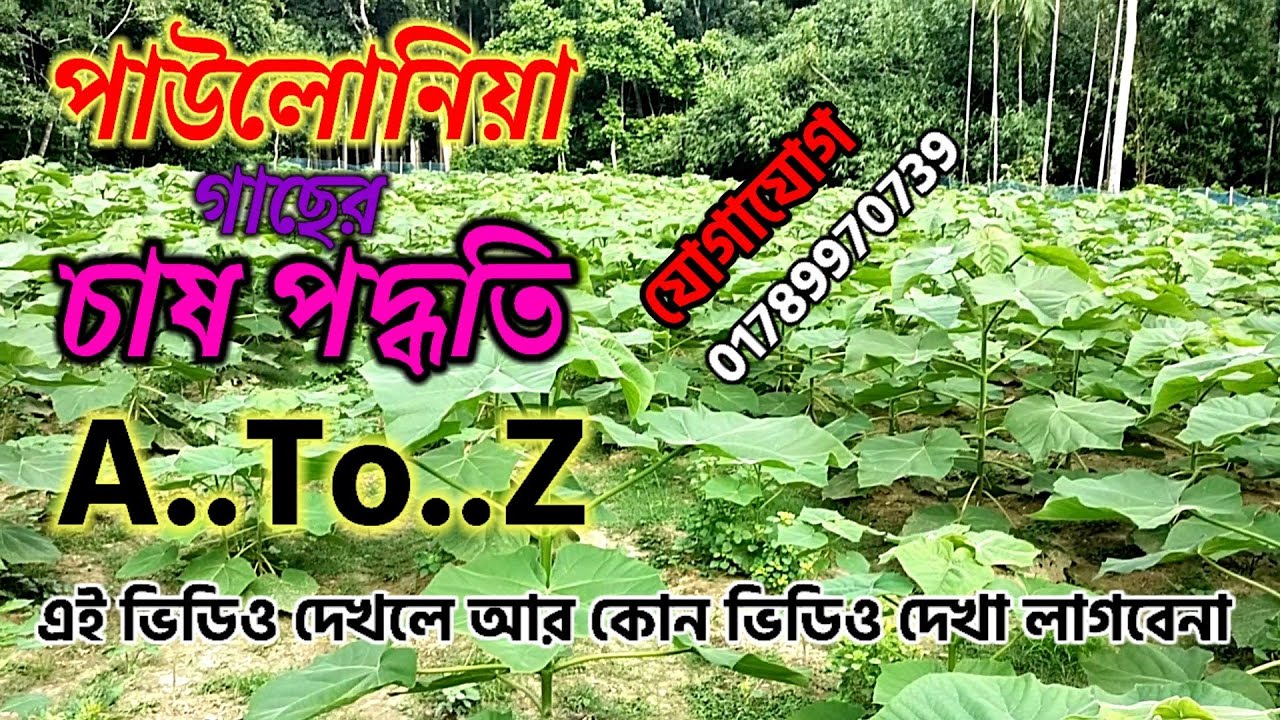 পাউলোনিয়া গাছের চাষ পদ্ধতি |পাউলোনিয়া গাছের বাগান | দামি কাঠের গাছ | দ্রুত বর্ধনশীল গাছ|paulownia
