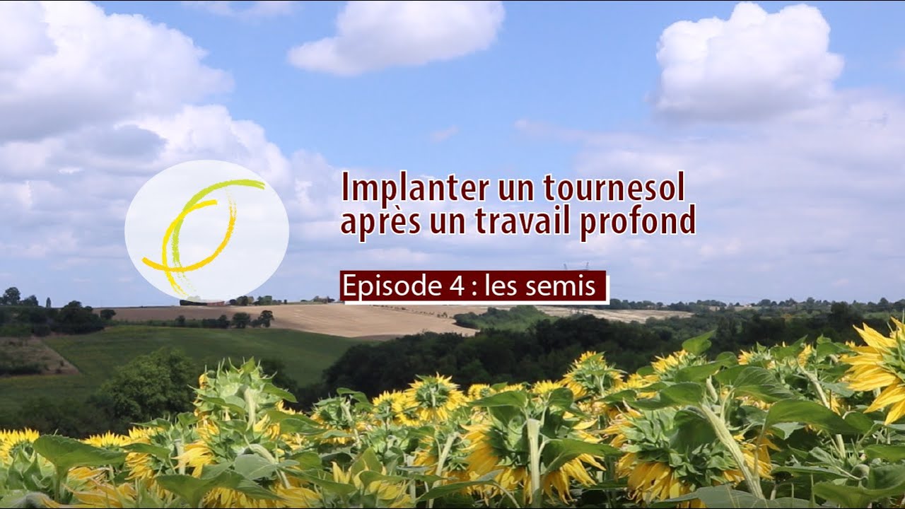 Implantation du tournesol après un travail profond : les semis