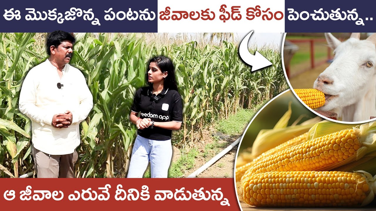 Corn Farming for Sheep and Goat Feed: A Step-by-Step Guide | Corn Farming In Telugu | Sheep Feeds
