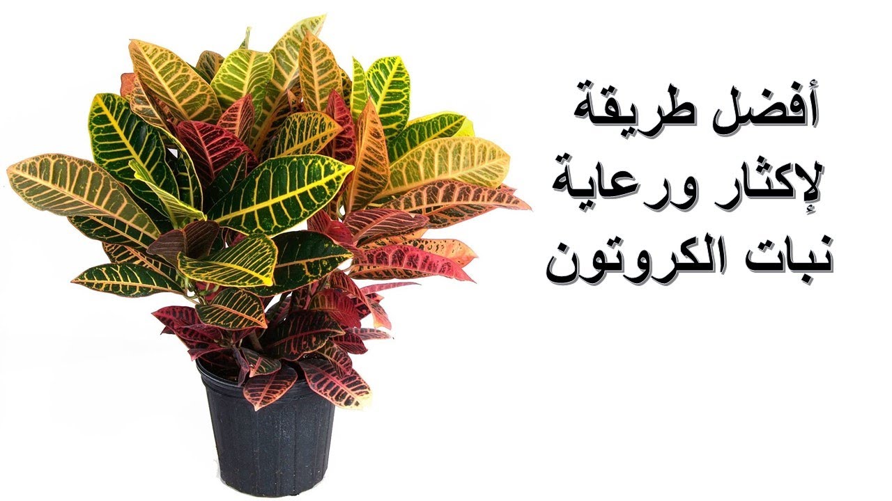 أفضل طريقة لإكثار ورعاية نبات الكروتون 🥰