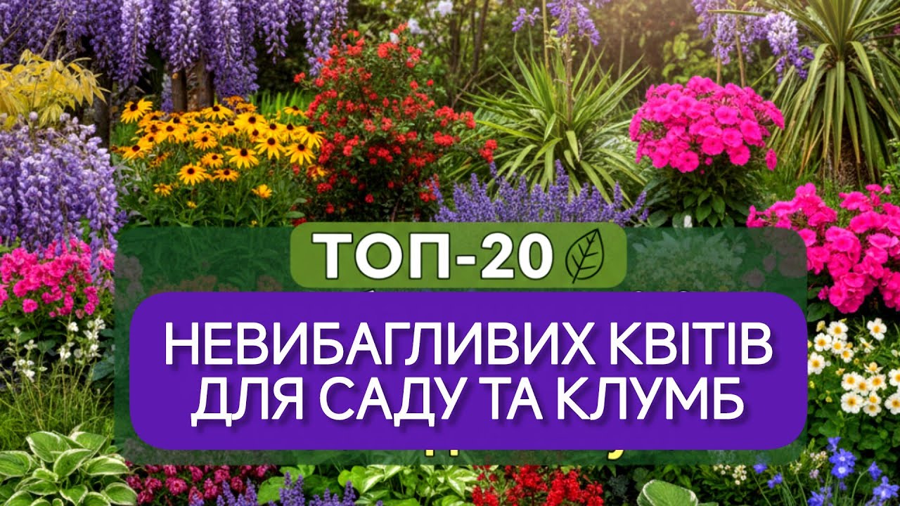 ТОП-20 невибагливих квітів для саду та клумби: посадив і забув!