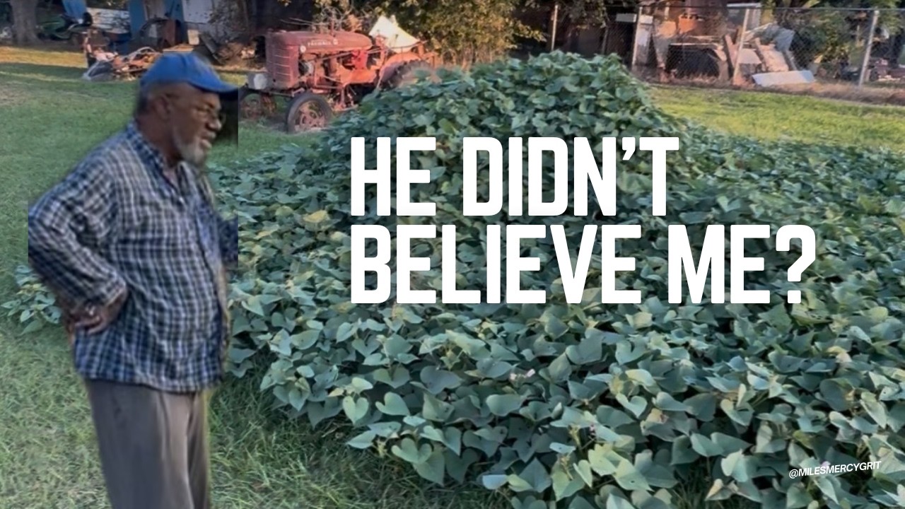 How to Grow Big Sweet Potatoes (Even from a Burn Pile)