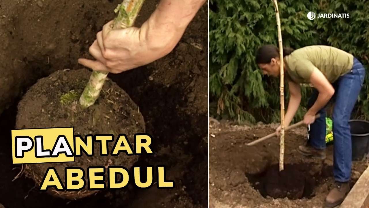 Plantaci&oacute;n abedul: Conseguir un bosquete de abedules // Jardinatis