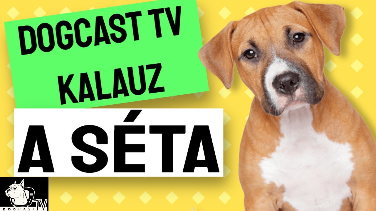 KUTYA SÉTÁLTATÁS - KUTYA SÉTA! Mire figyelj, hogyan érdemes elkezdeni?  DogCast TV!