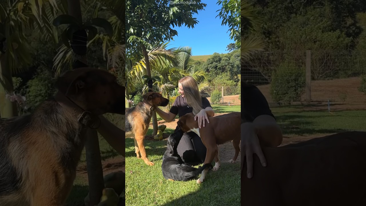 COMO FALAR COM SEU CACHORRO #dogtok #dogtranslator