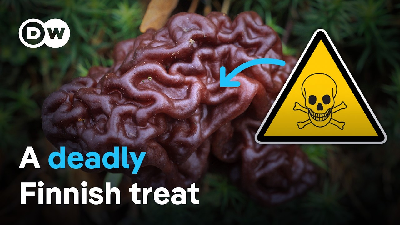 Why Finns love this toxic mushroom (false morels)
