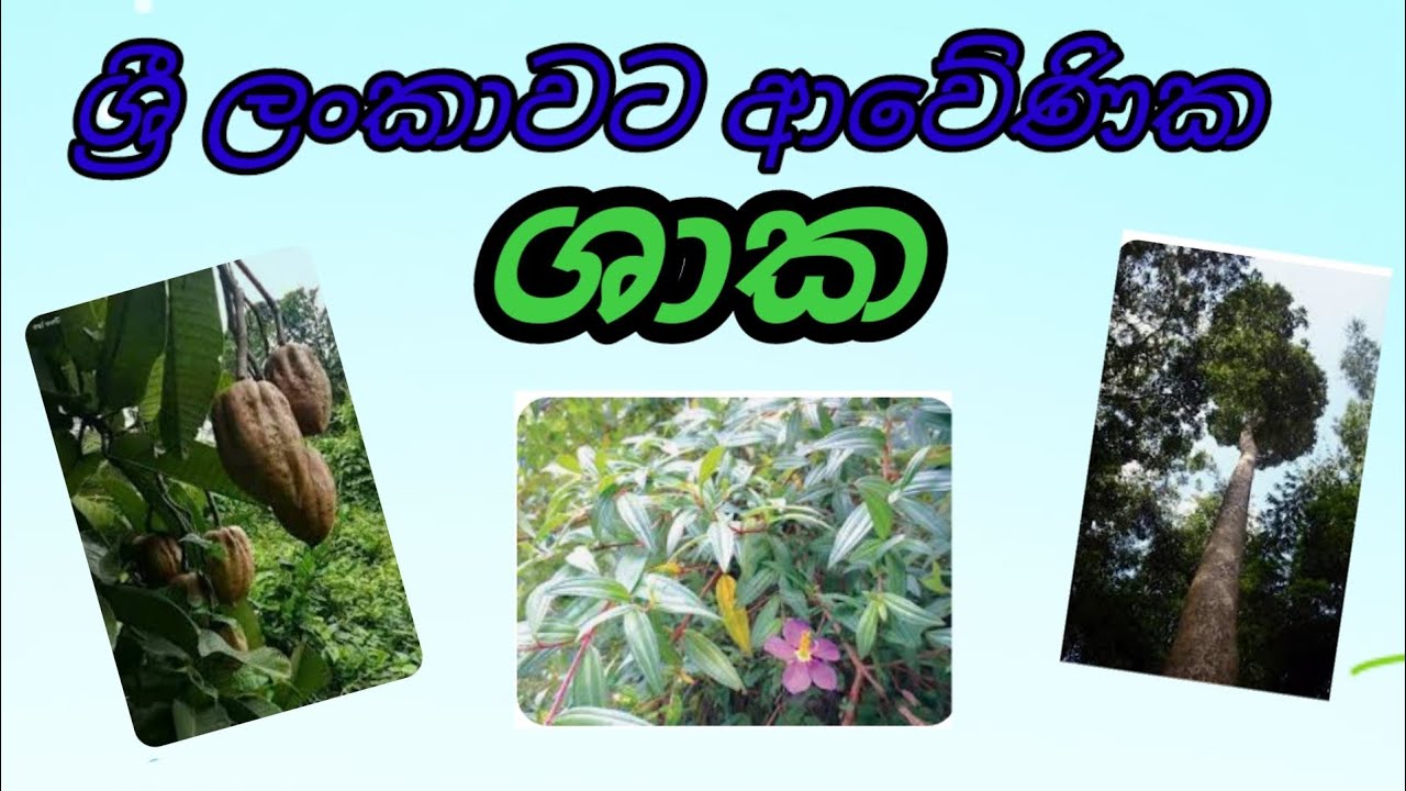 ශ්‍රී ලංකාවට ආවේණික ශාක වර්ග හඳුනාගනිමු,/Endemic plants of sri lanka /sri lanka /ඒකදේශික ශාක වර්ග