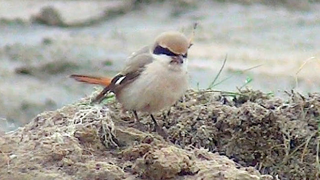 Isabelline / Red-tailed Shrike (Lanius isabellinus / phoenicuroides) 22.11.2011 Karhuoja, Oulunsalo