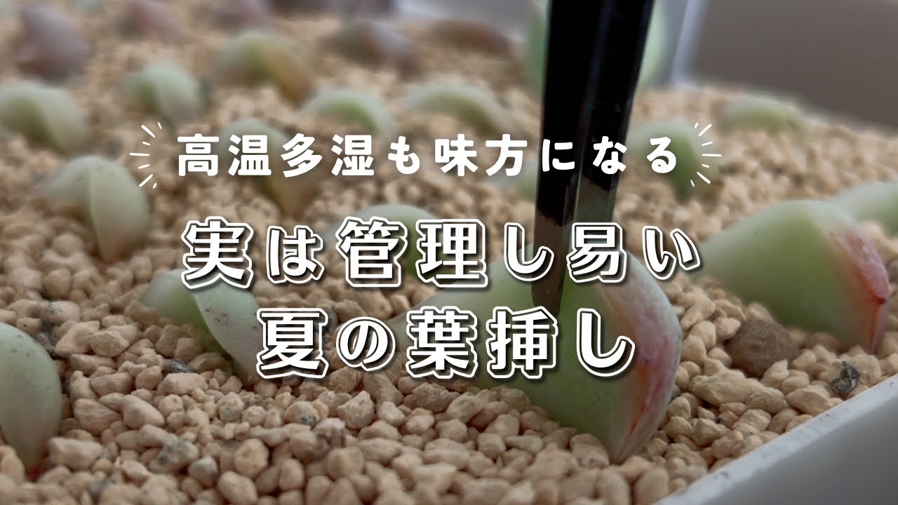 高温多湿も味方になる実は管理し易い夏の葉挿し | 多肉植物 | エケベリア | セダム | ガーデニング