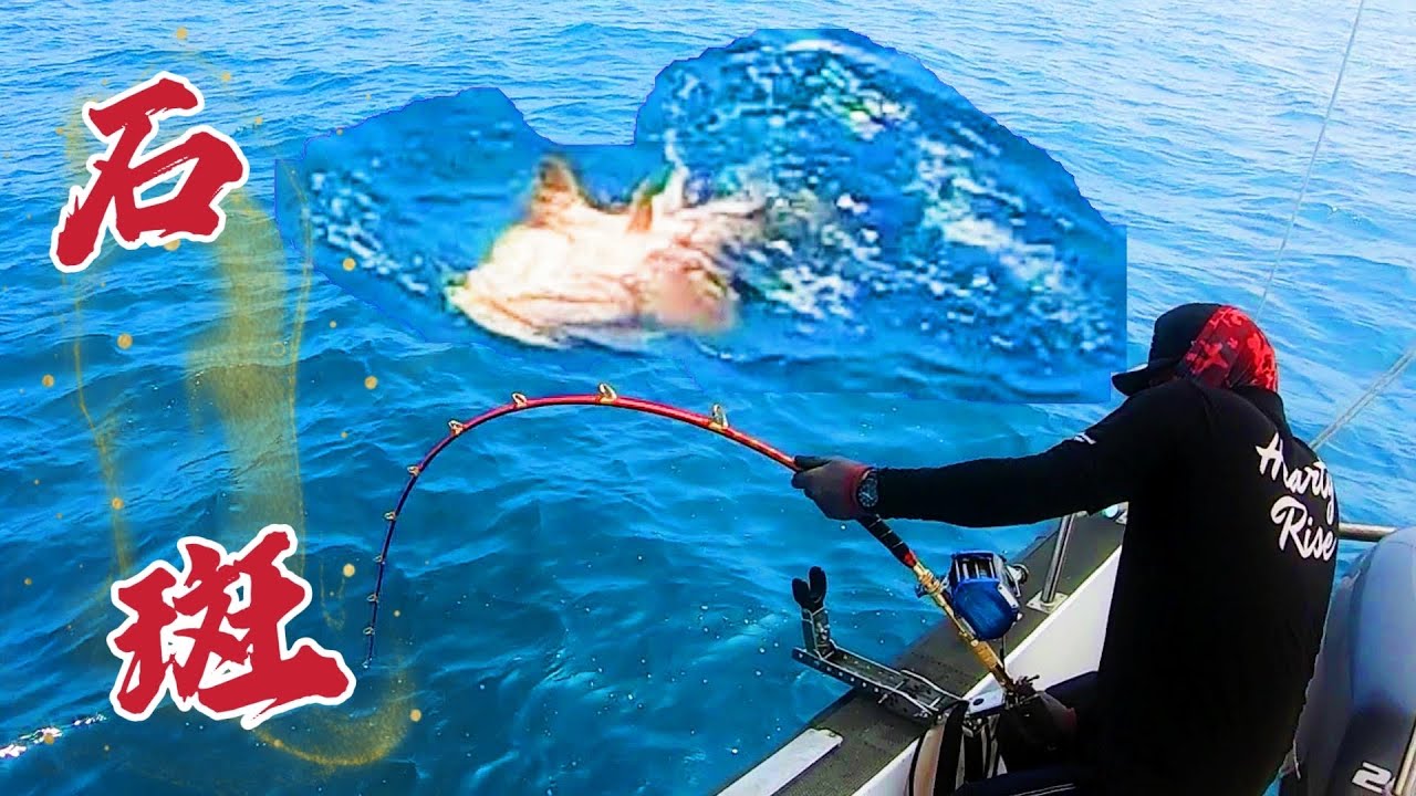 章魚活餌釣野生大石斑！鈴鐺一響黃金萬兩！大川168海釣船-Wild giant grouper fishing