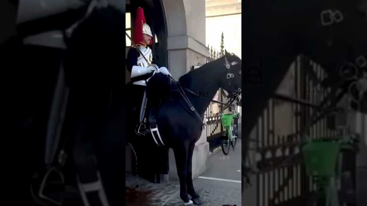 BRILLIANT King s Guard helps horse as he takes a pee / London Tourists / Kungs Guards Horse 