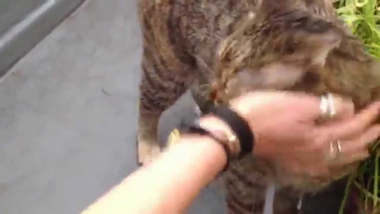 Emma die Wasserkatze
