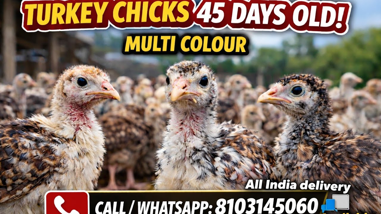 Turkey chicks 45 Days old Available for sale 8103145060 MADHYA PRADESH chhindwara #turkeychicks