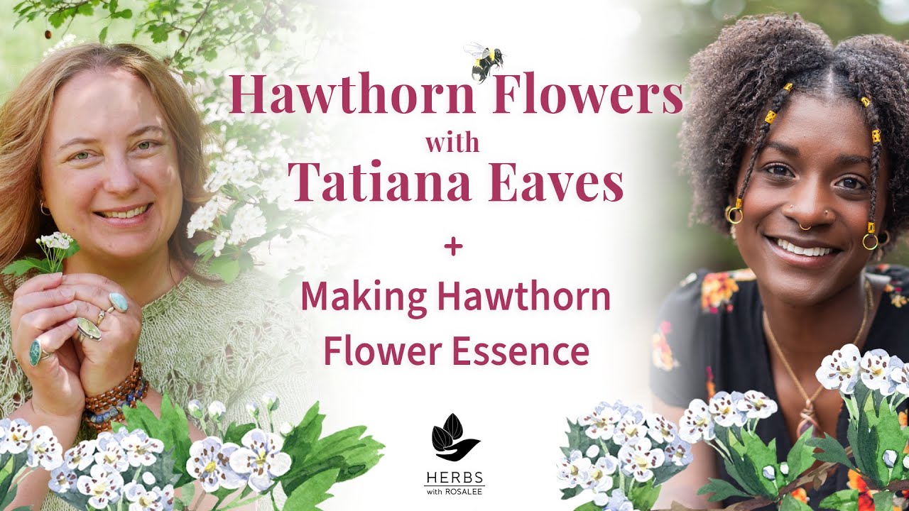 Hawthorn Flowers with Tatiana Eaves + Making Hawthorn Flower Essence
