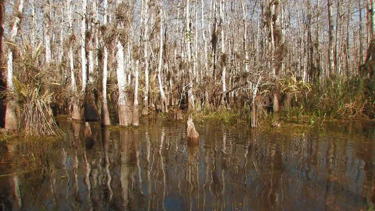 Everglades Mountains and Valleys: Cypress Dome