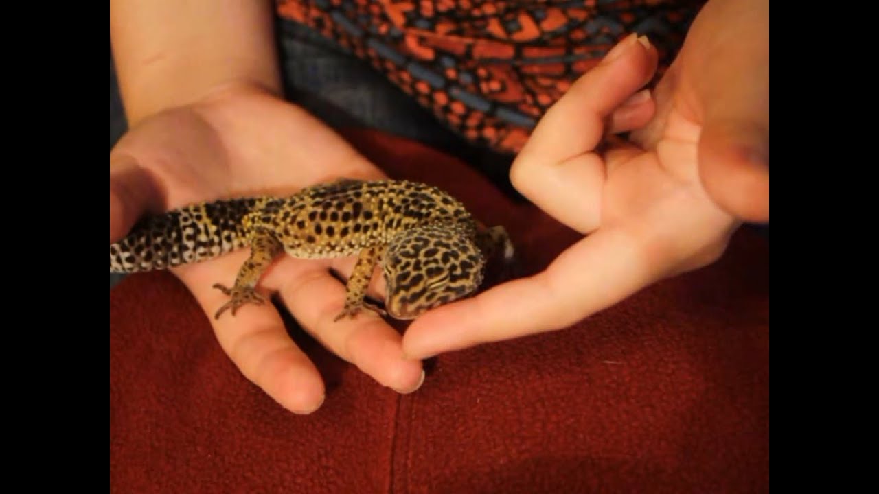 The Science of Taming a Leopard Gecko