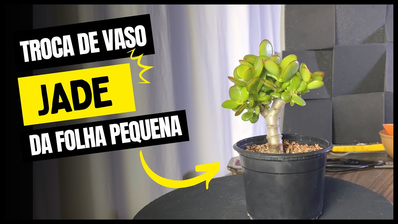 Troca de vaso e substrato de uma pequena Jade  - Jade da folha pequena - Crassula Ovata