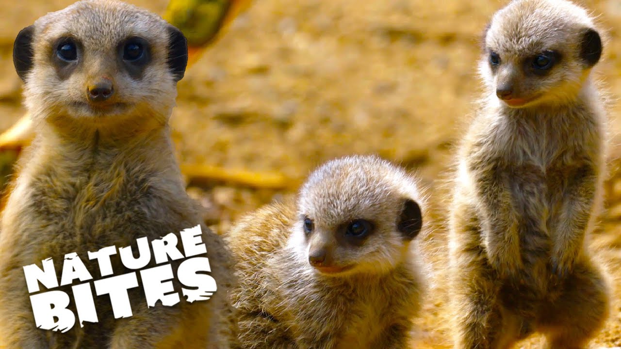 Meerkat Love Story  First Time Parents Welcome Adorable New Arrivals | Nature Bites