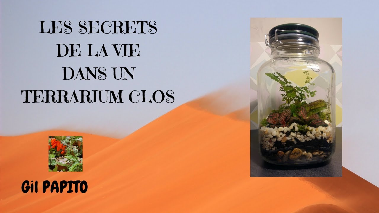Tous les secrets de la vie dans un terrarium fermé
