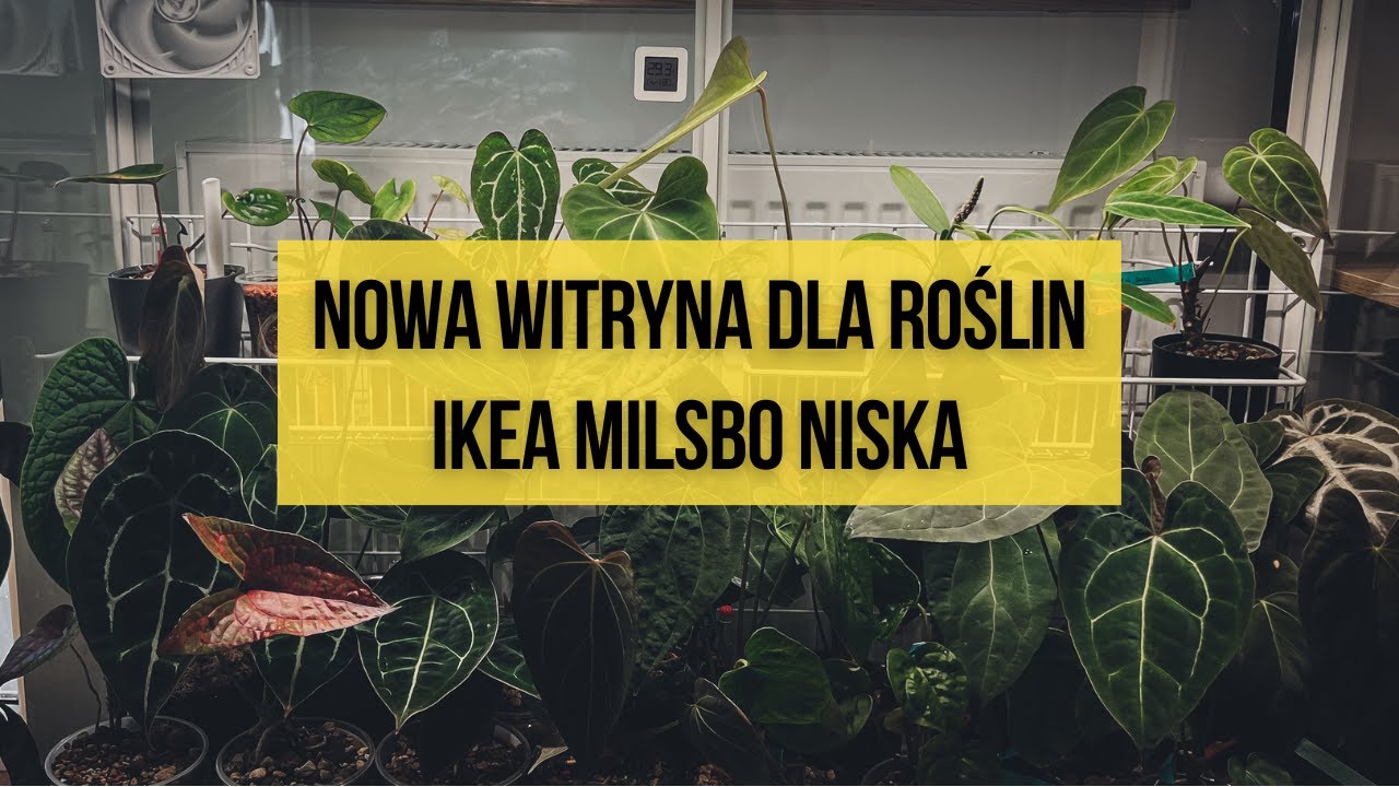 Ikea Greenhouse Cabinet - moja witrynka dla roślin - Milsbo niska, czyli transformacja foliaczka ;)
