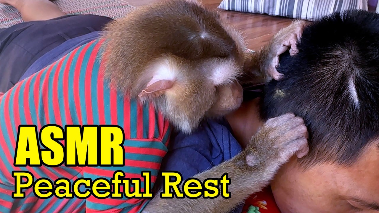 ASMR Monkey Grooming Human (No Talking) | Peaceful Rest & Fall Asleep Fast